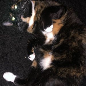 Meet your Posher, Tabitha